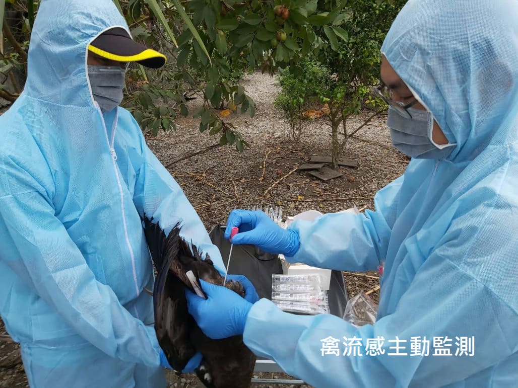 �V�y�P�D�ʺʴ�