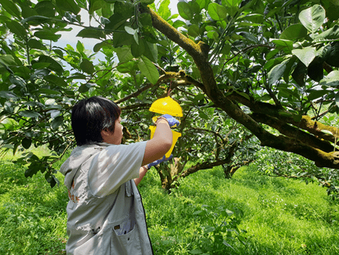 特定疫病蟲害田間監測工作1