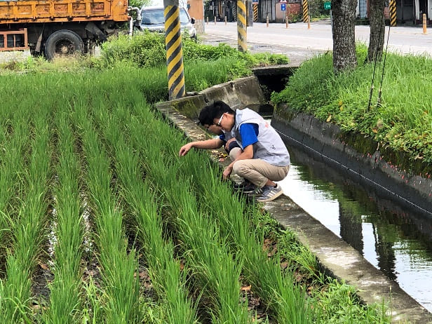 水稻病蟲害綜合防治工作