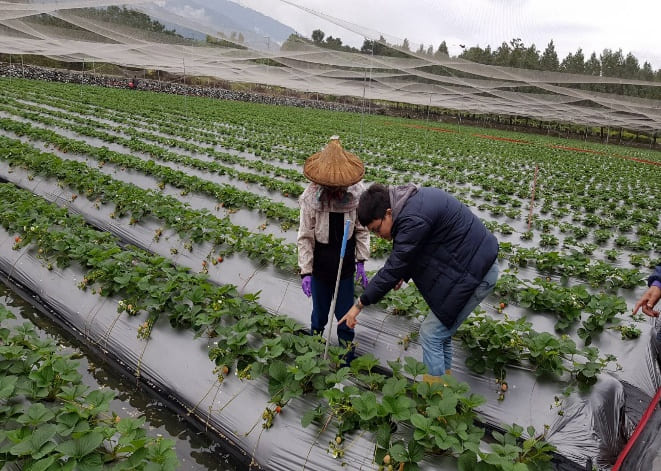 重要蔬果疫病蟲害整合防治
