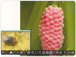 �Ὤ���ʴӪ����̩ҹA�@���f�ή`���v����